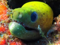 靈魂深處是魚-(綠島潛水篇)