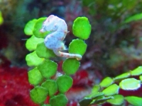 阿澤教練分享的小倩海馬