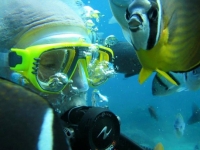 Green Island Diving - underwater world-2